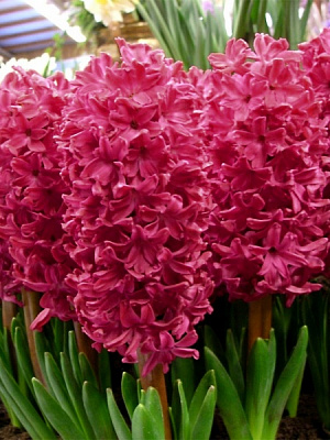 Луковица TUBERBULB Export B.V. гиацинта Ян Бос 2 шт. 