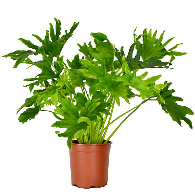 Растение Филодендрон 19х75 Selloum