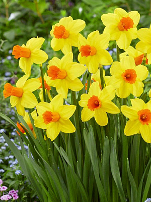 Цибулина нарциса Классік Гаден 2 шт. TUBERBULB Export B.V.