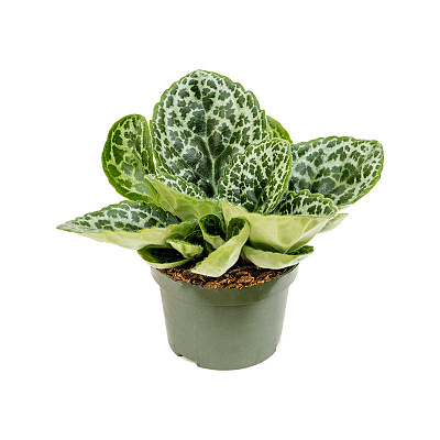 Рослина Стрептокарпус 13х20 Pretty Turtlе