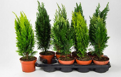 Рослина Хвойні мікс d15/h35