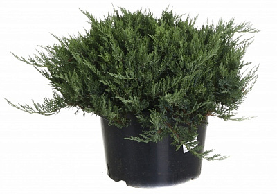 Рослина Ялівець козацький Tam No Blight (V19-S23 60-70 C20)