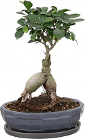 Растение Бонсай-фикус microcarpa Ginseng 17х45 см