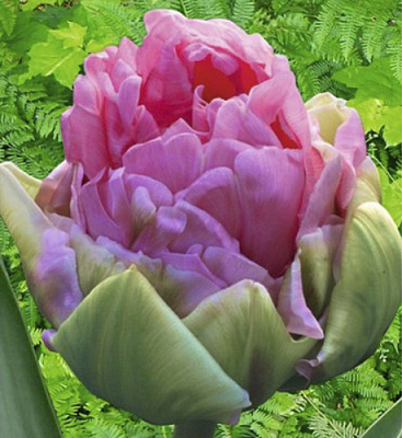 Луковица Яскрава Тюльпан двойной Aveyron 3 шт.