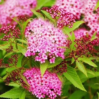 Рослина Спірея Генпей С2 D10-15