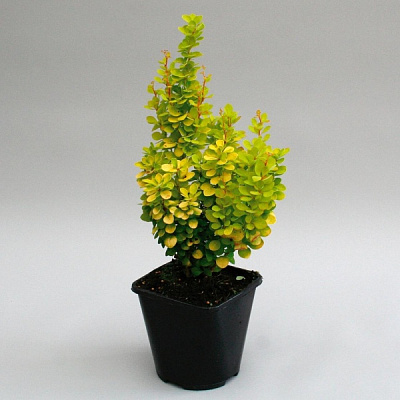 Растение Барбарис Тунберга Golden Torch (V21-S23 40+ C5)