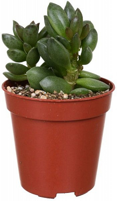 Рослина кімнатна Андроміскус ø5,5 h7