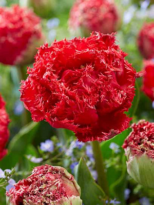 Луковица тюльпана бахромчатого махрового Катар 3 шт. 