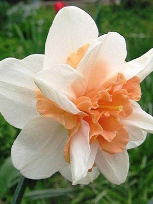 Цибулина нарциса повного Делнашау 2 шт.