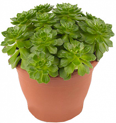 Рослина кімнатна Ехеверія Аффініс d14/h20