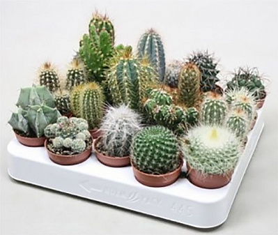 Рослина Кактус мікс в декорі МорЛіпс 10/13