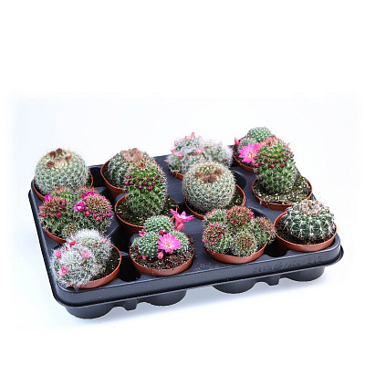 Рослина Кактус 08х10 Mammalaria