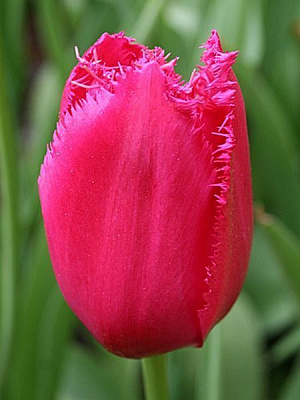 Луковица TUBERBULB Export B.V. тюльпана бахромчатого Бургунди Лейс 3 шт. 