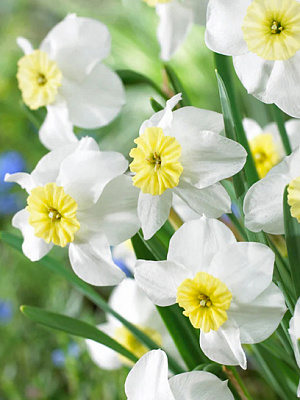 Цибулина нарциса Сеговія 3 шт. TUBERBULB Export B.V.