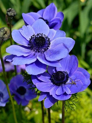 Корнеклубень анемоны Мистер Фокке 5 шт. 