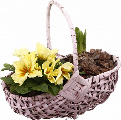 Растение комнатное Корзина Гиацинт 1+ Примула 1овал с ручкой