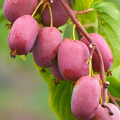 Рослина Актинідія Бінго (K21-S21 70+ C5)