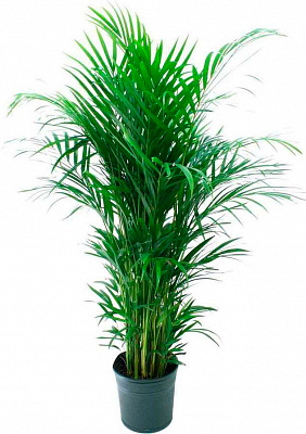 Растение Дипсис 17x75 см