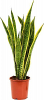 Растение комнатное Сансевиерия 17/70Sansevieria Laurentii