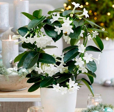 Растение Жасмин 12/40