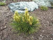 Растение Сосна белокорая / Pinus leucodermis White Cloud, С15