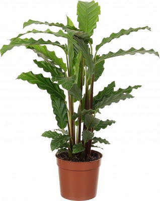 Растение Калатея микс 12х40 см