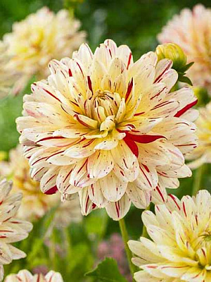 Корнеклубень TUBERBULB Export B.V. георгины декоративной Крем Сайленс 1 шт. 