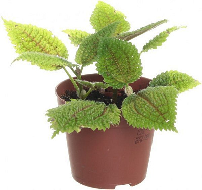 Растение Пилея 08/10 микс