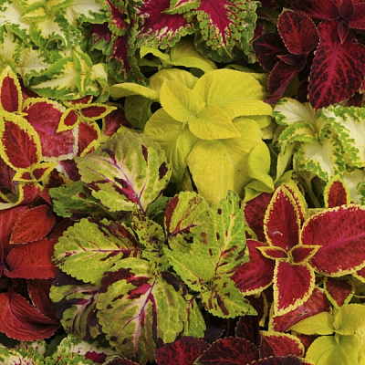 Насіння Професійне насіння колеус Візард суміш 20 шт. (4823058201313)