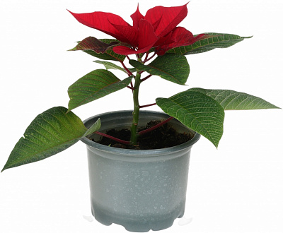 Рослина кімнатна Пуансетія Еуфорбія пульцеріма d12