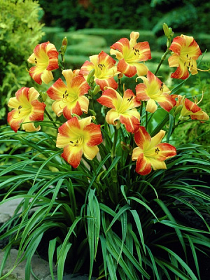 Корневище лилейника Франс Халс 1 шт. 