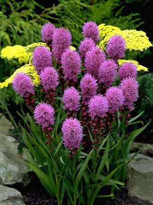 Корнеклубень лиатриса спиката синего 5 шт. 