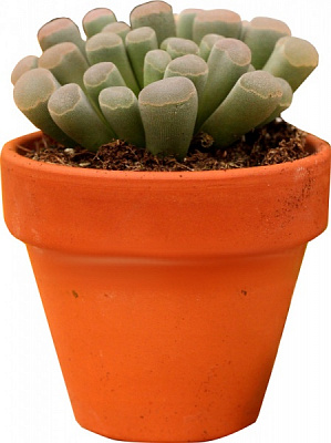 Растение комнатное Фрития прекрасная d8/h15