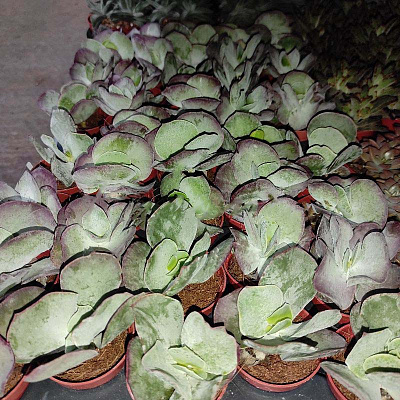 Растение Суккулент 5х10 Kalanchoe Red Lips