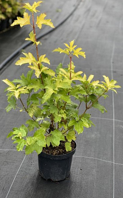 Растение Калина (вибурнум) 32/130 пликата