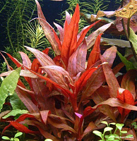 Рослина акваріумна Лотос Альтернантера рейнека Пурпурна (Alternanthera Reinecki Purple in vitro)