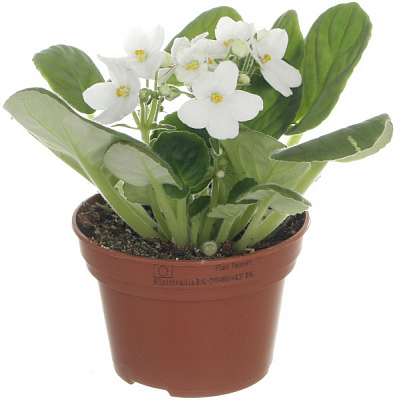 Рослина Фіалка мікс 12х/20 см