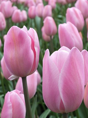 Луковица TUBERBULB Export B.V. тюльпана триумф Росали 3 шт. 