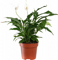 Растение комнатное Спатифиллум 12x40 см