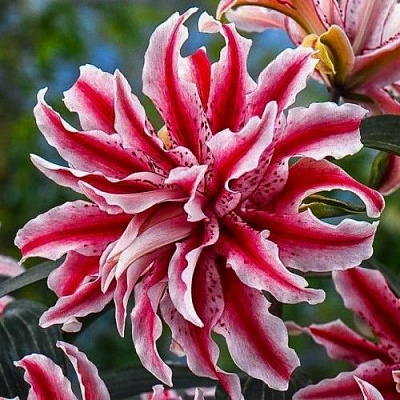 Луковица Яскрава Лилия ориентальная двойная Magic Star 1 шт.