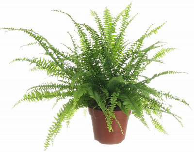 Растение Нефролепис 17x65 см Грин Леди