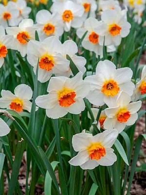 Луковица нарцисса Баррет Браунинг 3 шт. 