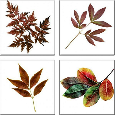 Картина модульна 50x50 см MN4-5