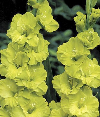 Цибулина Яскрава Гладіолус Green Star 3 шт.