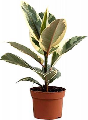 Растение Фикус elastica Tineke 12/35