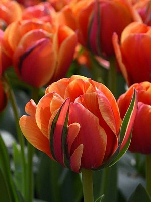 Цибулина TUBERBULB Export B.V. тюльпана повного пізнього Квінсдей 3 шт.