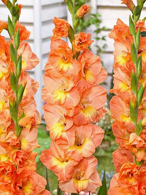 Бульбоцибулина F.Stoop B.V. гладіолуса Еміненс 3 шт.