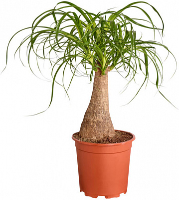 Рослина кімнатна Ноліна Бакарнея 45 см