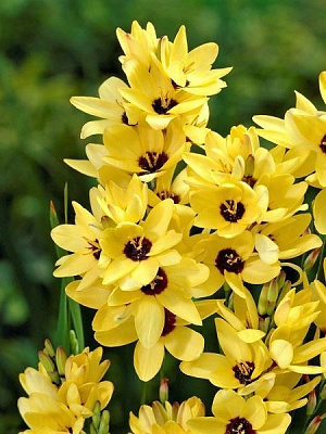 Клубнелуковица иксии Елоу Имперор 8 шт. 