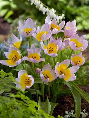 Луковица тюльпана ботанического Саксатилис 4 шт. 